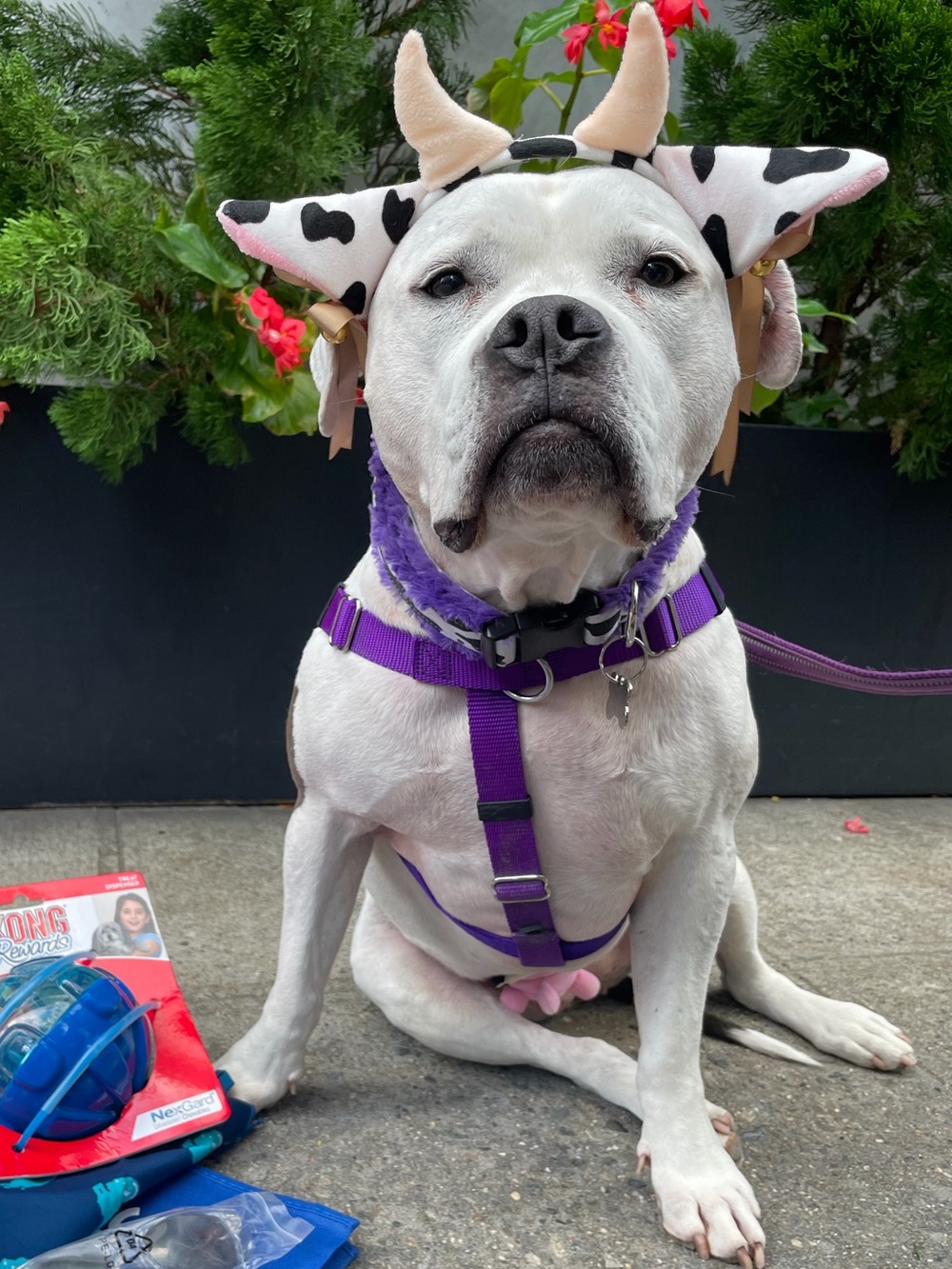 Dog Cow Halloween Costume Utters Cow Ear Headband with Bells and Bows Onsie